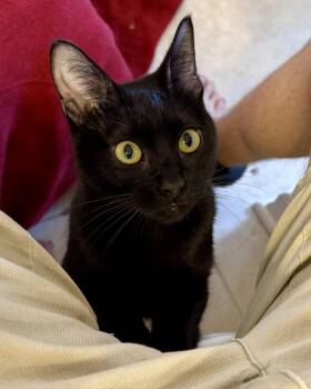 Pancake -  Domestic Short Hair Cat for Adoption in St. Cloud, Florida - Pancake | PetCurious