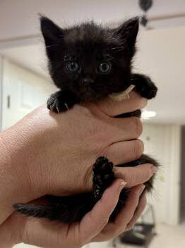 CAT - Inky -  Domestic Short Hair Cat Available for Adoption in Gilberts, Illinois - CAT - Inky | PetCurious