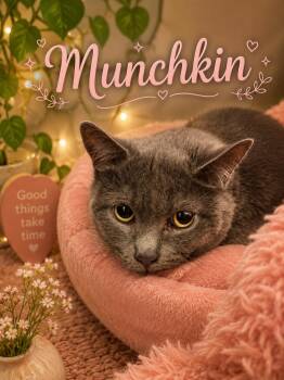 Munchkin  -  Domestic Short Hair Cat Available for Adoption in Barton, Vermont - Munchkin  | PetCurious