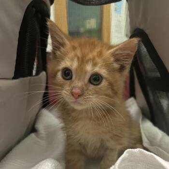 J-Hope -  Domestic Short Hair Cat for Adoption in Charleston, West Virginia - J-Hope | PetCurious