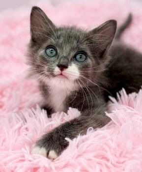 Punisher -  Ragdoll Cat for Adoption in Covington, Louisiana - Punisher | PetCurious