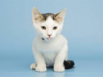 MUNCHKIN -  Domestic Short Hair Cat for Adoption in Phoenix, Arizona - MUNCHKIN | PetCurious