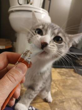 Spaghetti / Meatball -  Domestic Short Hair Cat for Adoption in Arthur, Ontario - Spaghetti / Meatball | PetCurious