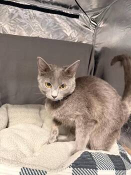 GARY -  Domestic Short Hair Cat for Adoption in Grovetown, Georgia - GARY | PetCurious