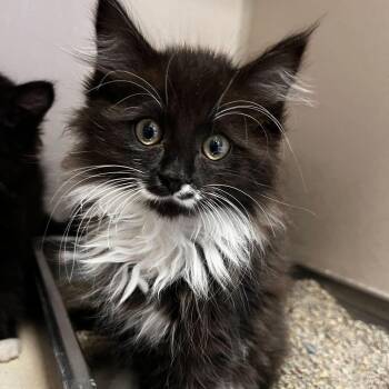 Scrabble (26-1U-4) -  Domestic Long Hair Cat for Adoption in Rifle, Colorado - Scrabble (26-1U-4) | PetCurious