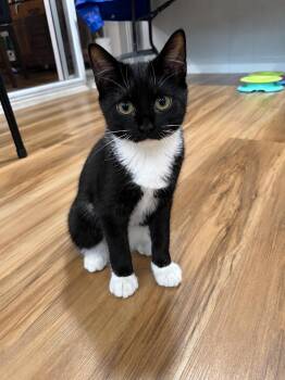 Grogu Solis (playful beautiful girl) -  Domestic Short Hair Cat for Adoption in Stowe, Pennsylvania - Grogu Solis (playful Beautiful Girl) | PetCurious