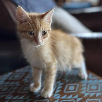 Fanta -  Domestic Short Hair Cat for Adoption in Hackett, Arkansas - Fanta | PetCurious