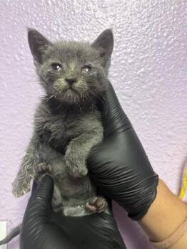 Domestic Short Hair Cats Available for Adoption in El Paso, Texas - 60869328 | PetCurious