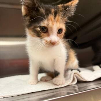 Winnie -  Domestic Short Hair Cat for Adoption in Bristol, Indiana - Winnie | PetCurious