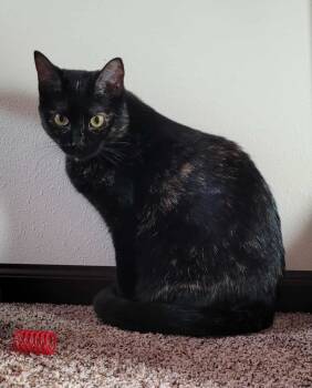 Rescue Tortoiseshell Cats for Adoption in Skyline, Minnesota - Wren | PetCurious