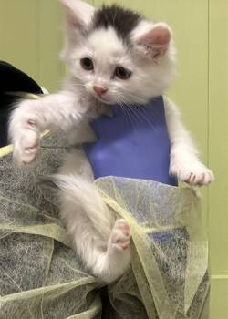 Domestic Short Hair Cats Available for Adoption in Pueblo, Colorado - MILA | PetCurious