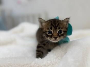 Tabby and Domestic Short Hair Cats Available for Adoption in Friendswood, Texas - Silly McStrong Paws | PetCurious