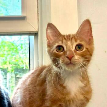 Gaston -  Domestic Medium Hair Cat for Adoption in Richland, Michigan - Gaston | PetCurious