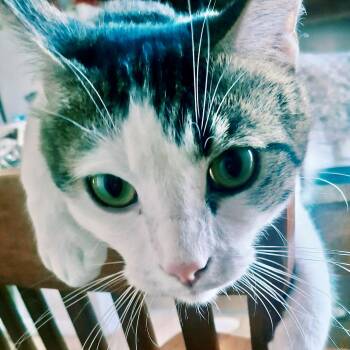 Presley -  Domestic Short Hair Cat for Adoption in Torrance, California - Presley | PetCurious