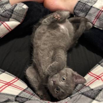 Venus -  Domestic Short Hair Cat for Adoption in Puslinch, Ontario - Venus | PetCurious