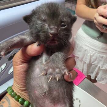 Vander -  Domestic Short Hair Cat for Adoption in Leander, Texas - Vander | PetCurious