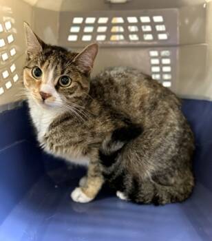 Rescue Domestic Short Hair Cats for Adoption in West Chester, Pennsylvania - Suki | PetCurious