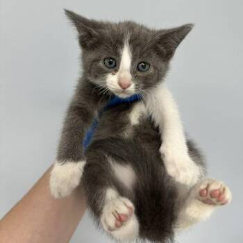 Rena -  Domestic Short Hair Cat for Adoption in Indianapolis, Indiana - Rena | PetCurious