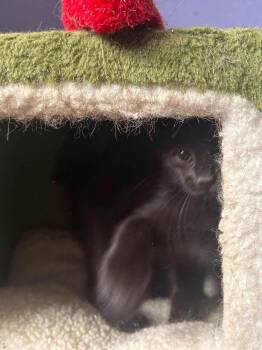 Hocus -  Domestic Short Hair Cat for Adoption in Virginia Beach, Virginia - Hocus | PetCurious