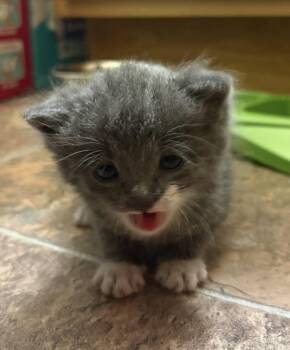 Domestic Medium Hair Cats Available for Adoption in Poplar Grove, Illinois - Tattie | PetCurious