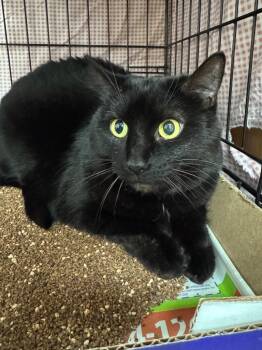 Domestic Short Hair Cats Available for Adoption - Starbursts | PetCurious