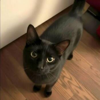 Brandy -  Domestic Short Hair Cat for Adoption in Warr Acres, Oklahoma - Brandy | PetCurious
