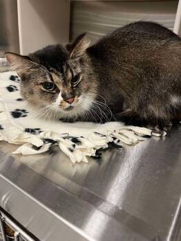 Rescue Domestic Long Hair Cats for Adoption in Ludington, Michigan - Lily | PetCurious