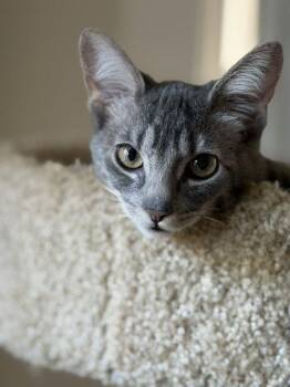 Ber and Bolo -  Domestic Short Hair Cat for Adoption in Walnut Creek, California - Ber And Bolo | PetCurious