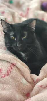 Domestic Short Hair Cats Available for Adoption in Saginaw, Michigan - Luna | PetCurious