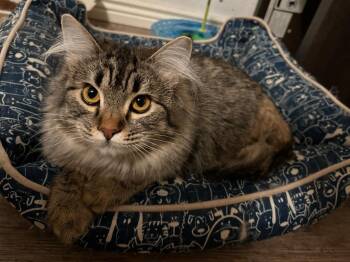 Suzume -  Domestic Long Hair Cat for Adoption in Millcreek, Utah - Suzume | PetCurious