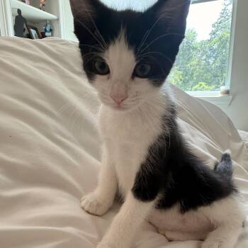 Miranda -  Domestic Short Hair Cat for Adoption in Park Row, Texas - Miranda | PetCurious