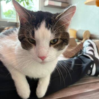 Phoenix -  Domestic Short Hair Cat for Adoption in West Des Moines, Iowa - Phoenix | PetCurious