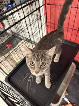 Dust Bunny -  Domestic Short Hair Cat for Adoption in Scranton, Pennsylvania - Dust Bunny | PetCurious