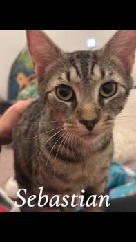 Rescue Domestic Short Hair Cats for Adoption in Bellmawr, New Jersey - Sebastian | PetCurious
