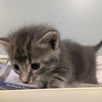Smokie -  Domestic Long Hair Cat for Adoption in Columbia, Missouri - Smokie | PetCurious