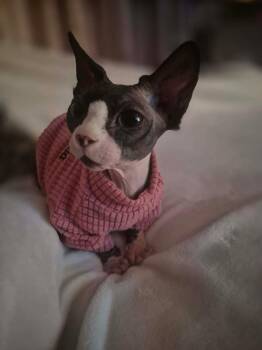 Sphynx Hairless Cat Cats Available for Adoption in Saint-robert, Quebec - Simone | PetCurious