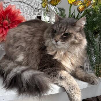 Domestic Long Hair Cats Available for Adoption in Eaton Rapids, Michigan - Ricky 55991 | PetCurious