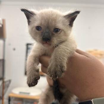 Siamese Cats Available for Adoption in Edinburg, Texas - Rob | PetCurious