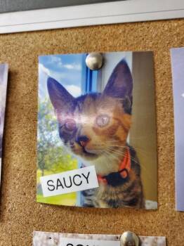 American Shorthair and Calico Cats Available for Adoption - Saucy | PetCurious