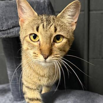 Gracie -  Domestic Short Hair Cat for Adoption in Edwardsville, Illinois - Gracie | PetCurious