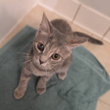 Rescue Domestic Short Hair Cats for Adoption in Fairfax Station, Virginia - Stella | PetCurious