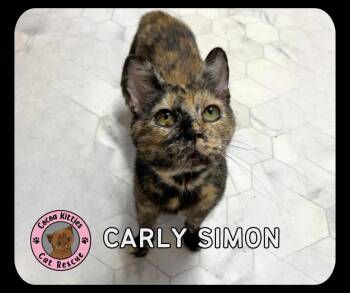 Carly Simon -  Domestic Short Hair Cat for Adoption in Hershey, Pennsylvania - Carly Simon | PetCurious