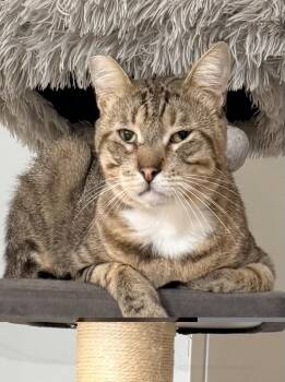 Thunder -  Domestic Short Hair and Bengal Cat for Adoption in San Diego, California - Thunder | PetCurious