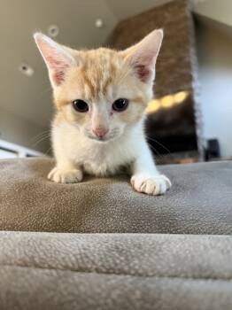 Rescue American Bobtail and Domestic Short Hair Cats for Adoption in Chattanooga, Tennessee - Buff | PetCurious