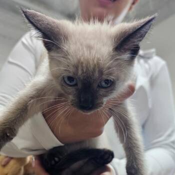 Milo -  Siamese Cat for Adoption in Harlingen, Texas - Milo | PetCurious
