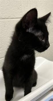Domestic Short Hair Cats Available for Adoption in Derwood, Maryland - ZING | PetCurious