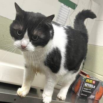 Lizzy -  Domestic Medium Hair Cat for Adoption in Eureka Springs, Arkansas - Lizzy | PetCurious