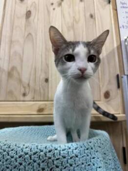 Rescue Domestic Short Hair Cats for Adoption in Chuckey, Tennessee - Sophie | PetCurious