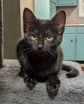 Velveeta MD -  Bombay Cat for Adoption - Velveeta MD | PetCurious