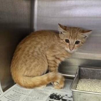 SEVI-Stray-110277 -  Domestic Short Hair Cat for Adoption in Salt Lake City, Utah - SEVI-Stray-110277 | PetCurious